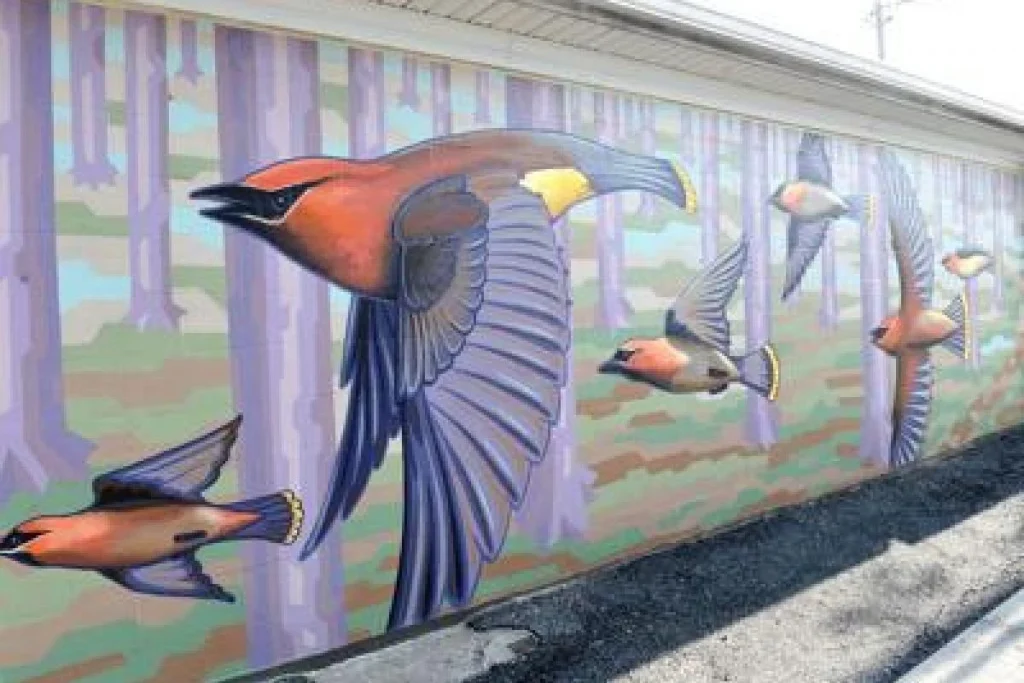 Watching Cedar Waxwings - 524 Cherry Street
