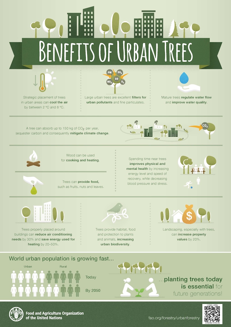 Investing in our Future - the Benefits of Urban Trees
